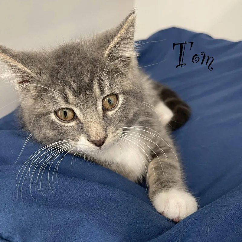 Tom thumbnail 3