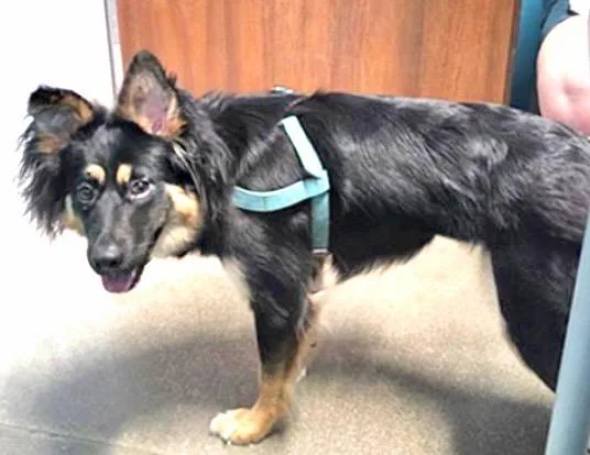 A young medium-sized female German Shepherd Dog dog named Anna for adoption in Houston, TX