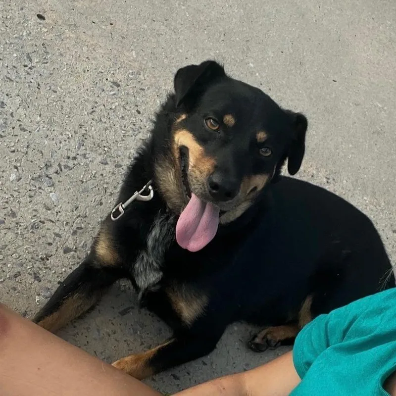 An adult medium-sized male Black Mixed Breed dog named Dingo for adoption in Trenton, GA