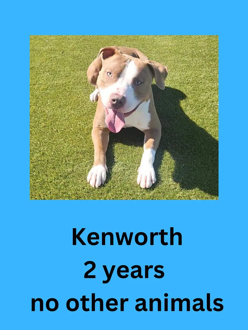 An adult large-sized male Yellow / Tan / Blond / Fawn Pit Bull Terrier dog named Kenworth for adoption in Ravenna, OH