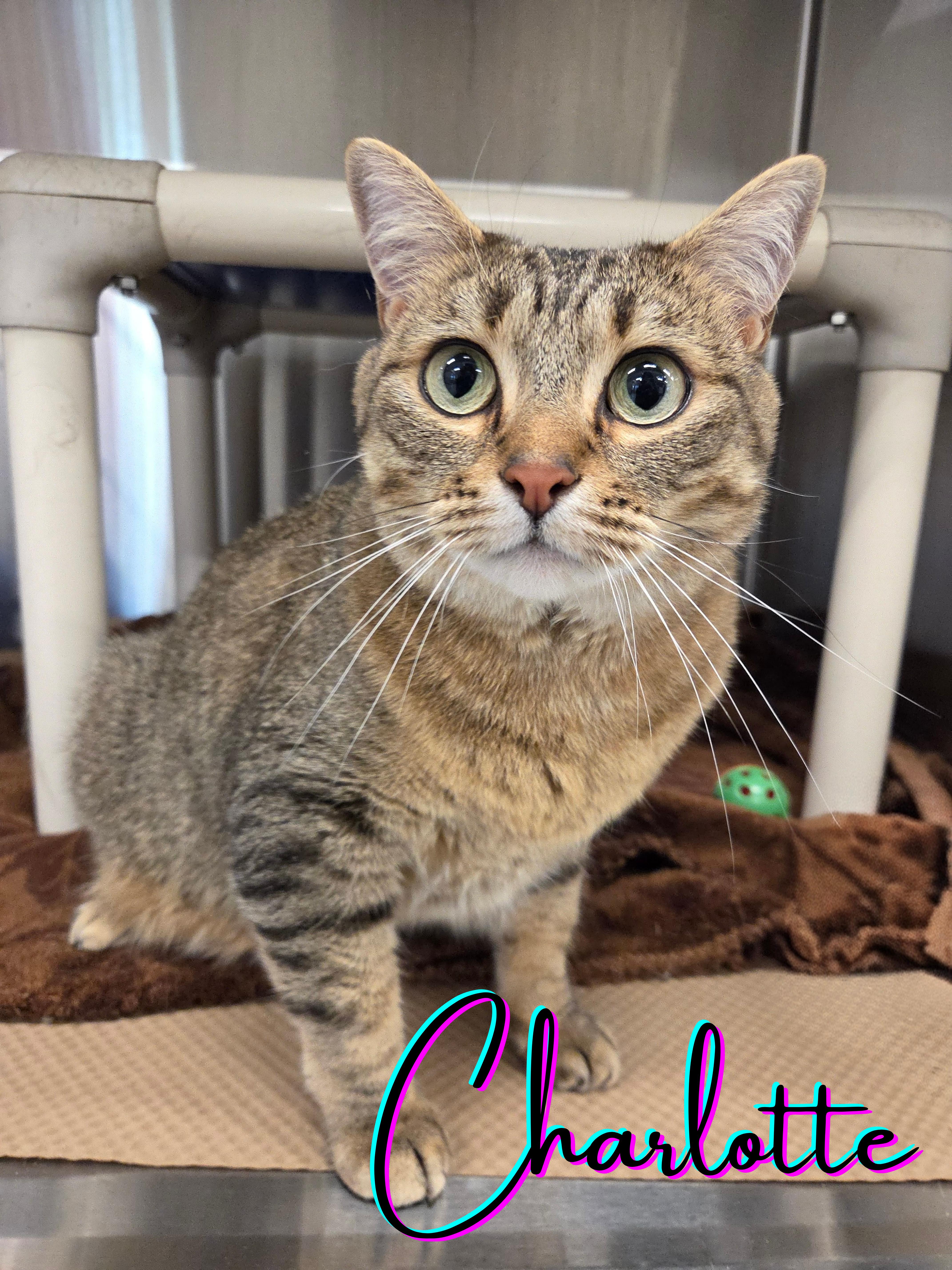 A young medium-sized female Tabby (Buff / Tan / Fawn) Domestic Short Hair cat named Charlotte for adoption in Nevada, IA