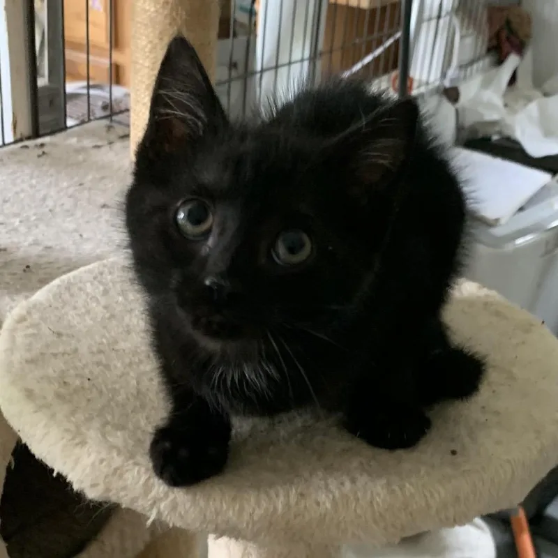 A baby small-sized female Black Domestic Short Hair cat named Alina Estep for adoption in Woodstock, VA