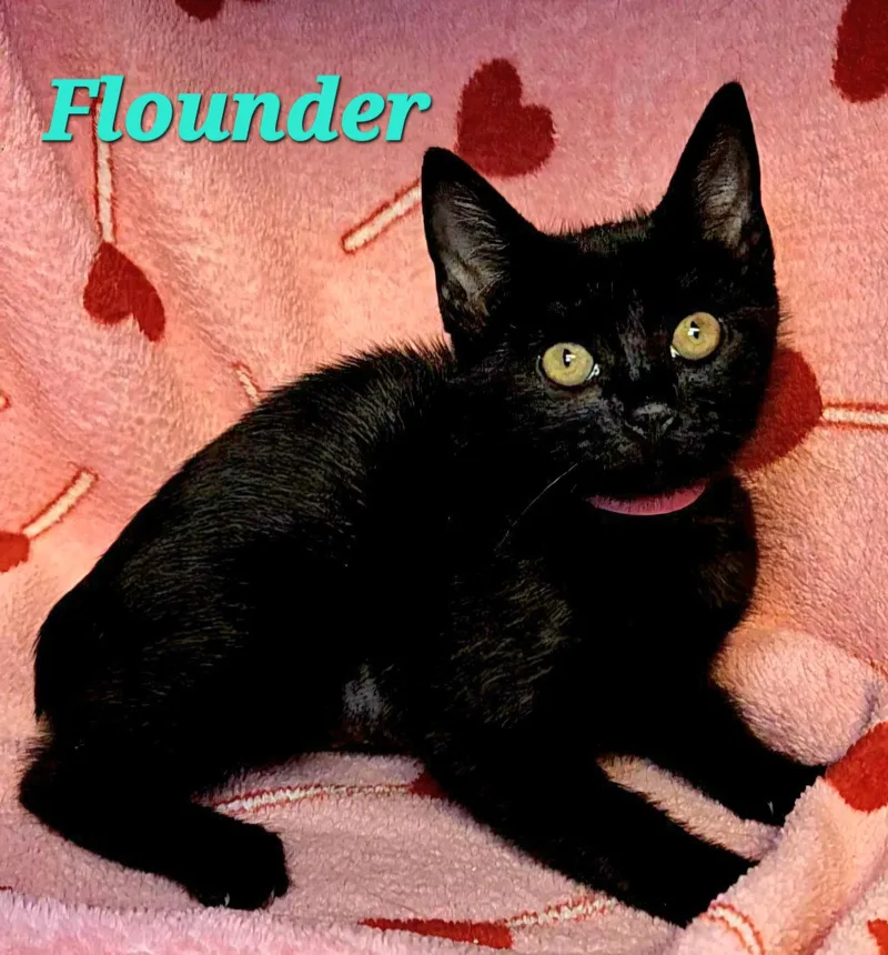A baby medium-sized female Black Domestic Short Hair cat named Flounder for adoption in Macon, GA