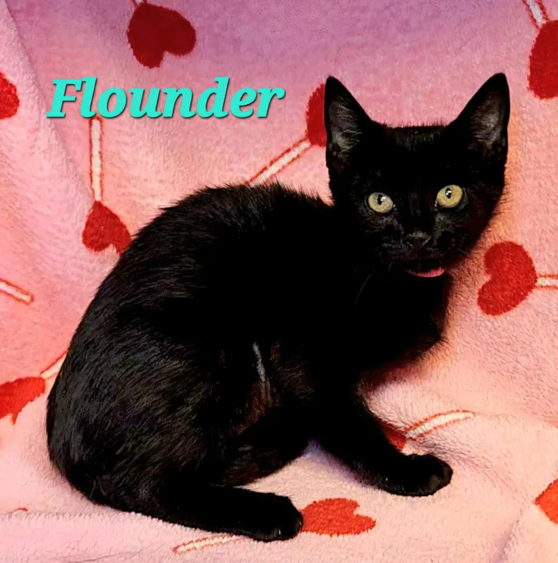Flounder thumbnail 2