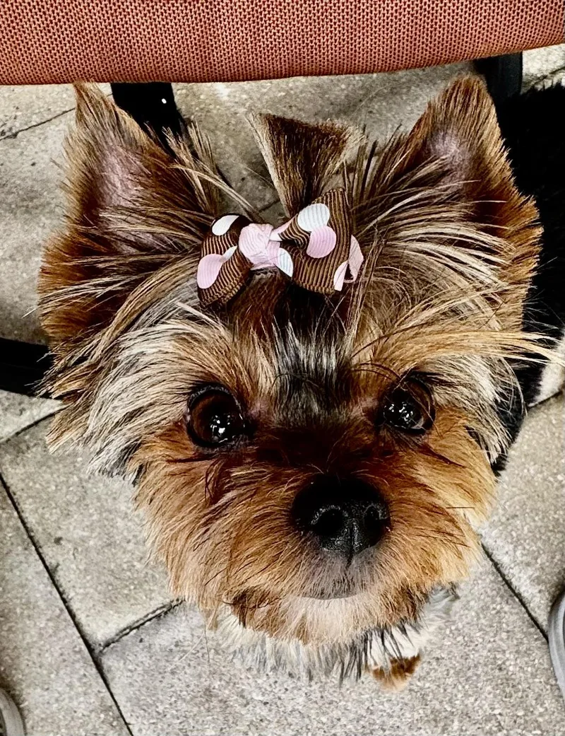 Pepa the pocket Yorkie