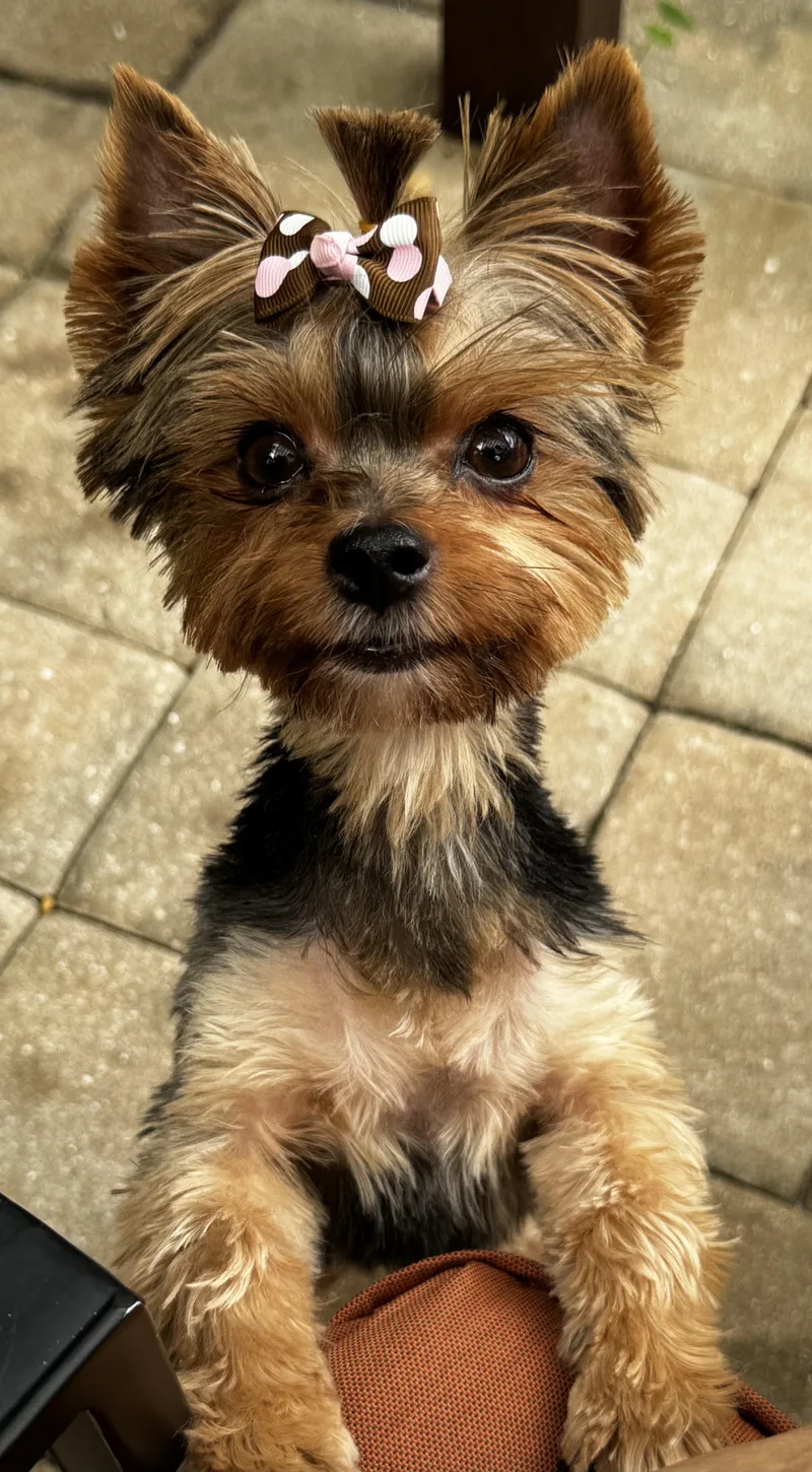 Pepa the pocket Yorkie thumbnail 2