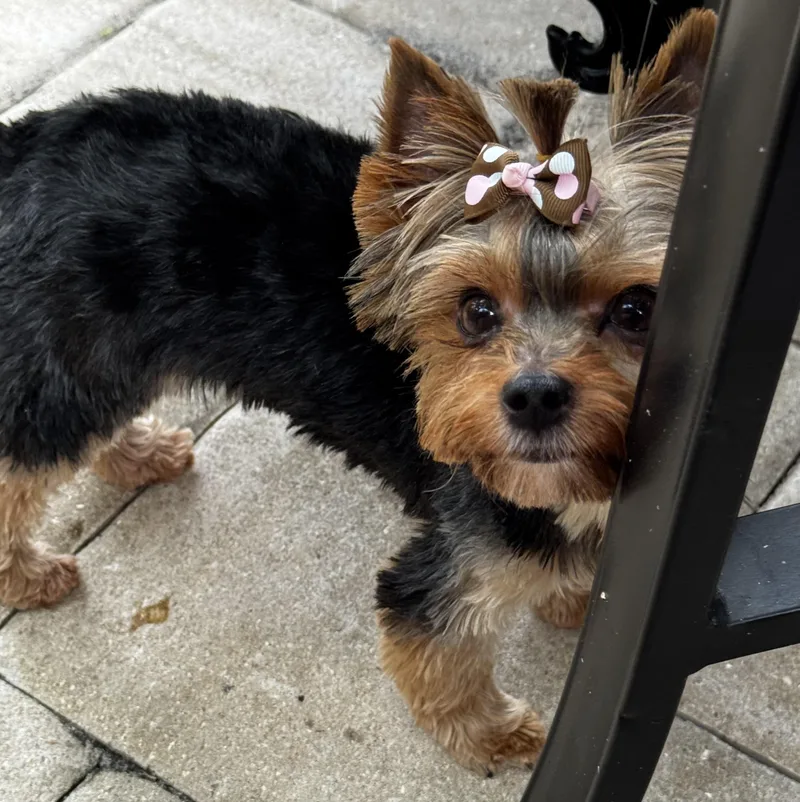Pepa the pocket Yorkie thumbnail 3