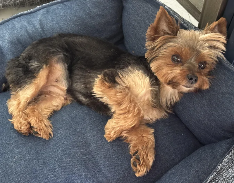Pepa the pocket Yorkie thumbnail 4