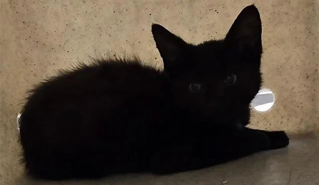 A baby small-sized male Domestic Short Hair cat named Julius for adoption in Lancaster, CA