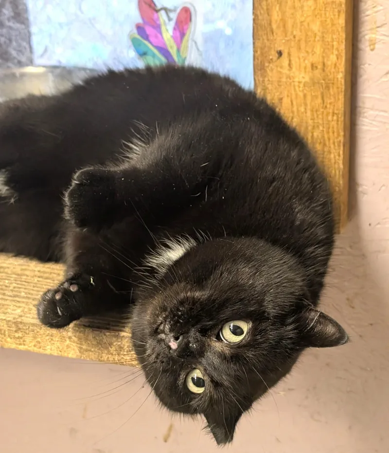 Inez: What A Character! thumbnail 2