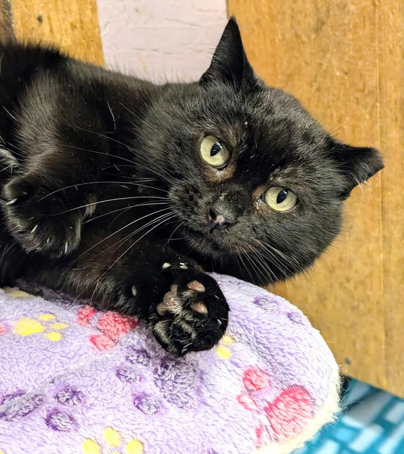 Inez: What A Character! thumbnail 4