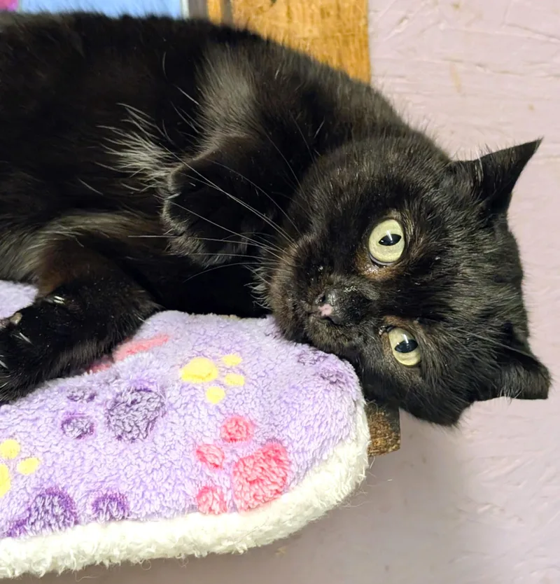 Inez: What A Character! thumbnail 6