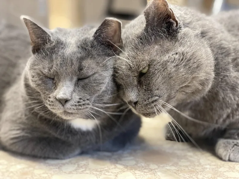 Big Papi thumbnail 2