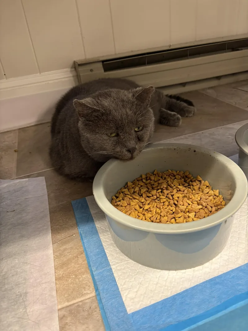 Big Papi thumbnail 4