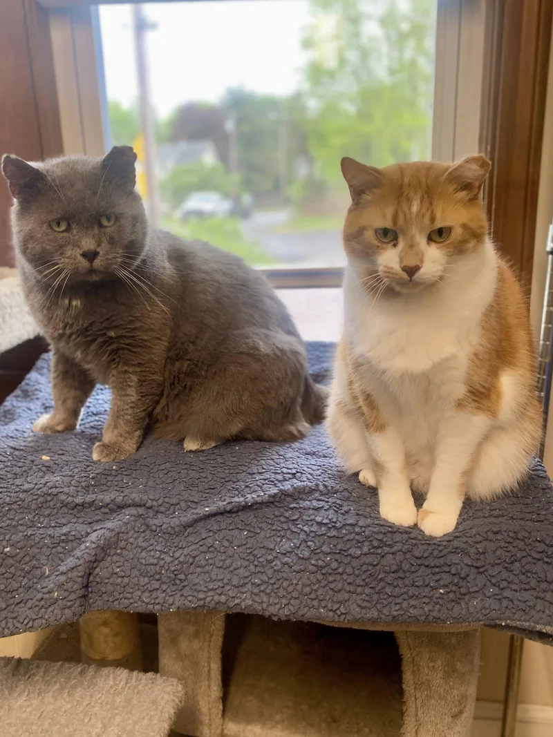 Big Papi thumbnail 5