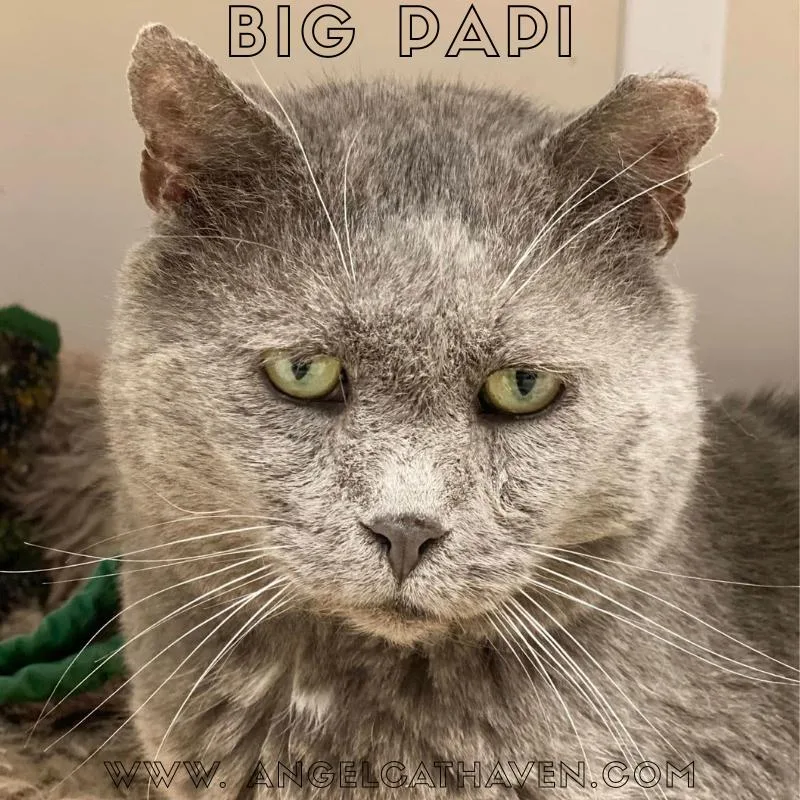 Big Papi thumbnail 6