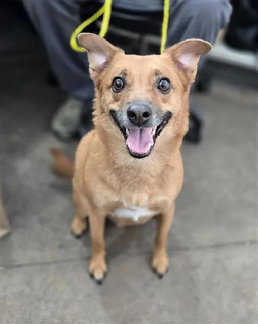 An adult medium-sized male Mixed Breed dog named Tank for adoption in Dallas, TX