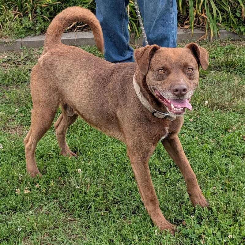 A young medium-sized male Brown / Chocolate Chocolate Labrador Retriever dog named Brownie for adoption in Maynardville, TN