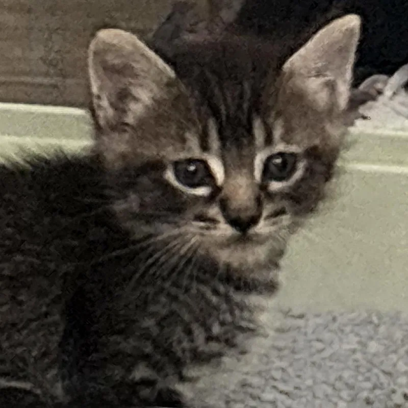 A baby small-sized male Brown / Chocolate Domestic Short Hair cat named XSweet for adoption in Austin, TX