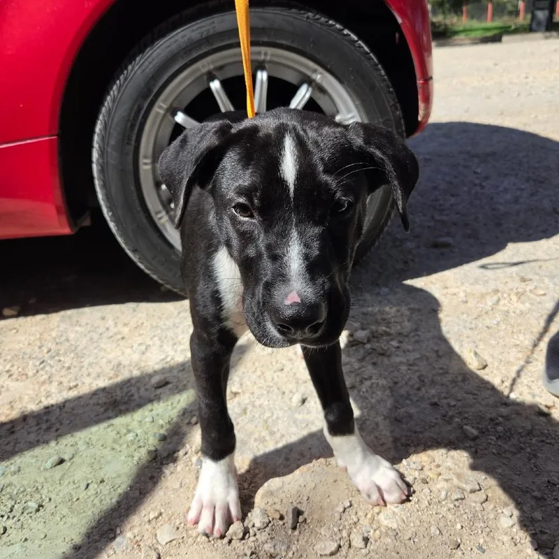 A baby small-sized male Black Mixed Breed dog named Bruno for adoption in Leander, TX