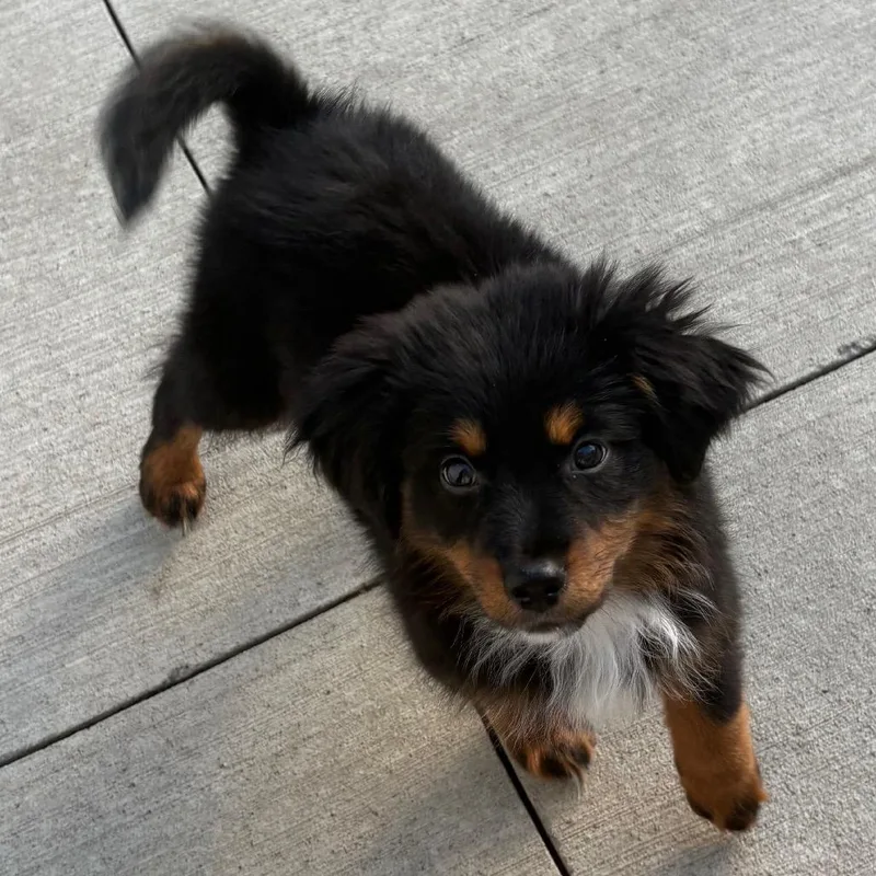 A young medium-sized female Bicolor Mixed Breed dog named Fluffy for adoption in Fenton, MI