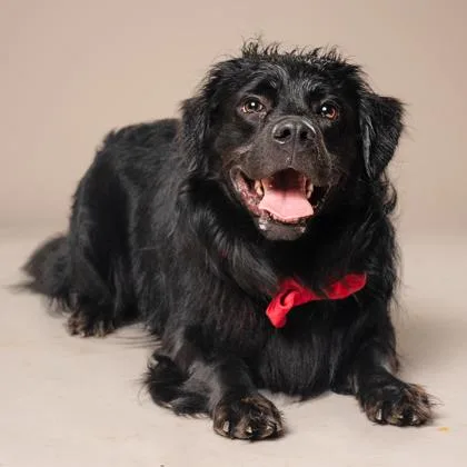 An adult medium-sized male Retriever dog named Palmetto for adoption in Atlanta, GA