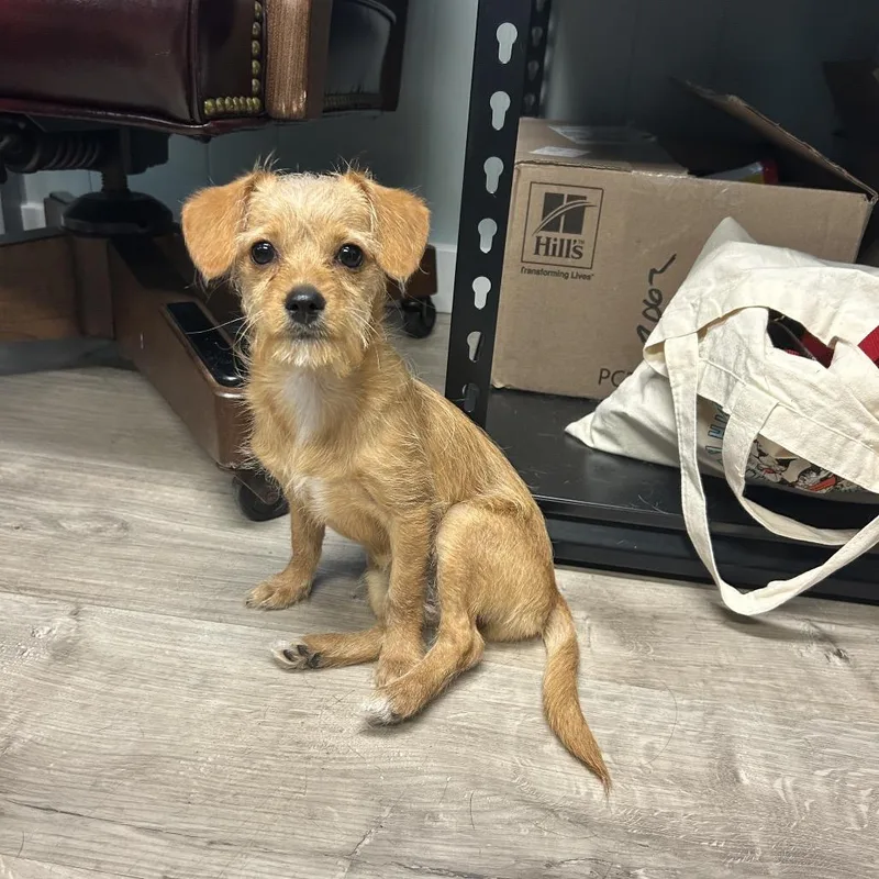A baby small-sized female Apricot / Beige Wirehaired Terrier dog named Carly for adoption in Jupiter, FL