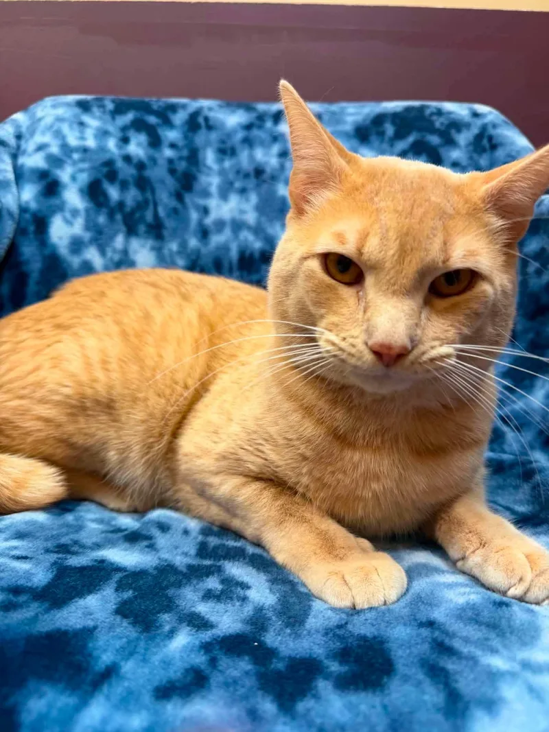A young medium-sized male Tabby (Orange / Red) Domestic Short Hair cat named Oskar for adoption in Alexandria, MN