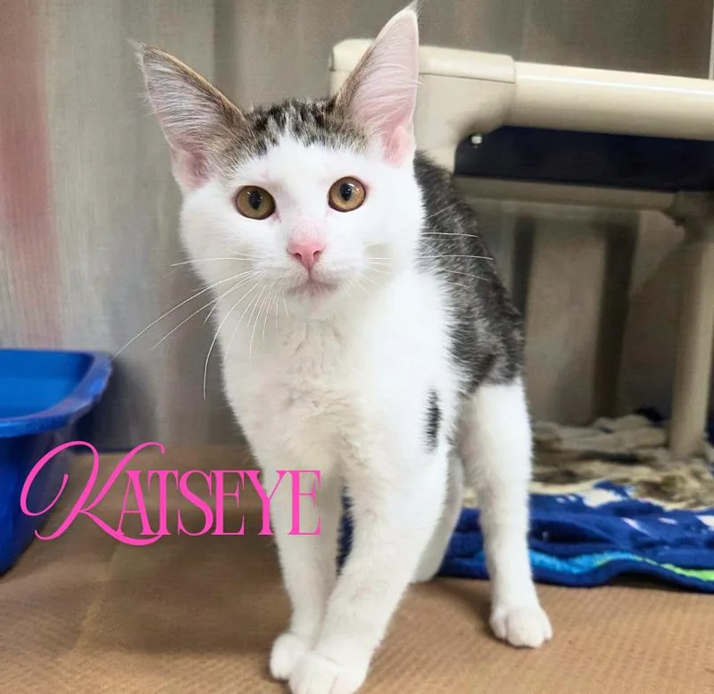 A baby medium-sized female Tabby (Brown / Chocolate) Domestic Short Hair cat named Katseye for adoption in Nevada, IA