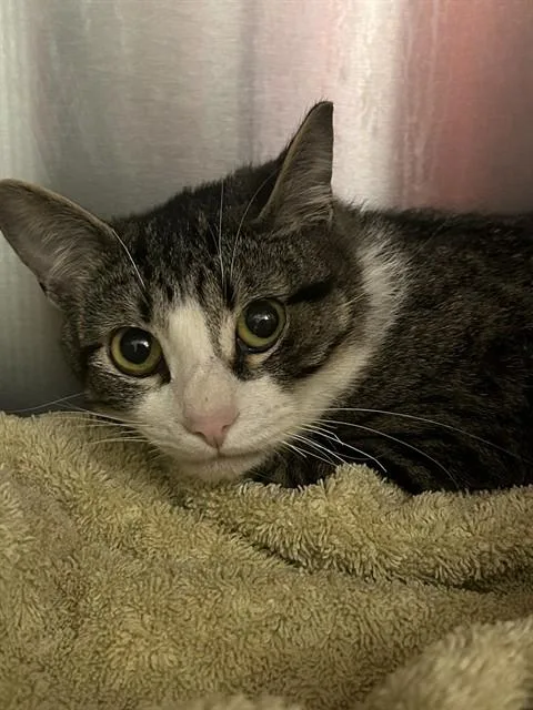 A young medium-sized male Domestic Short Hair cat named Gizmo for adoption in Dedham, MA