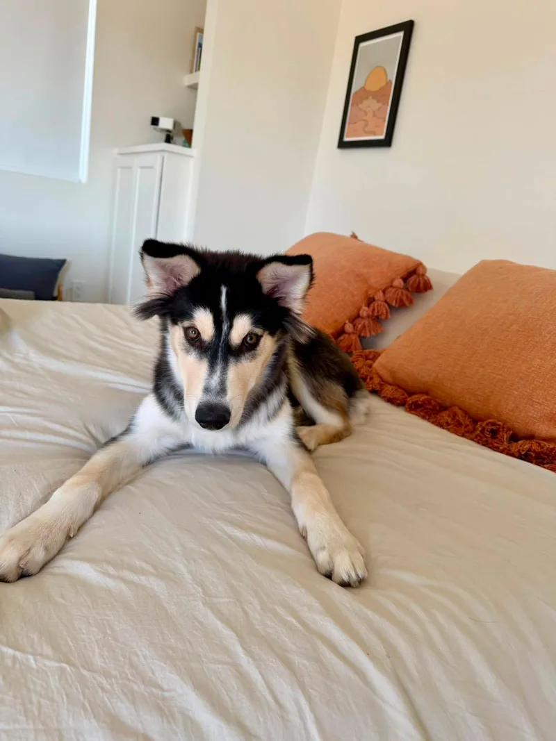 A baby medium-sized male Husky dog named Mochi for adoption in South Pasadena, CA