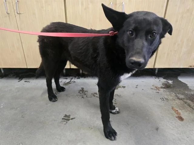 An adult large-sized male German Shepherd Dog dog named Duke for adoption in Camarillo, CA