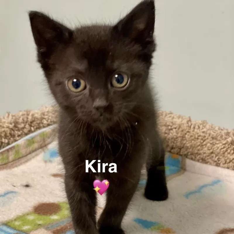 A baby small-sized female Black Domestic Short Hair cat named Kira for adoption in Peachtree City, GA