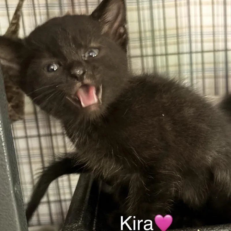 Kira thumbnail 2