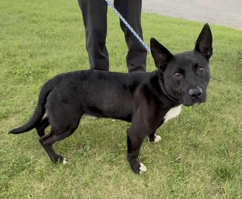 An adult large-sized male Tricolor (Brown, Black, & White) Shepherd dog named Marco for adoption in Rochester, IN
