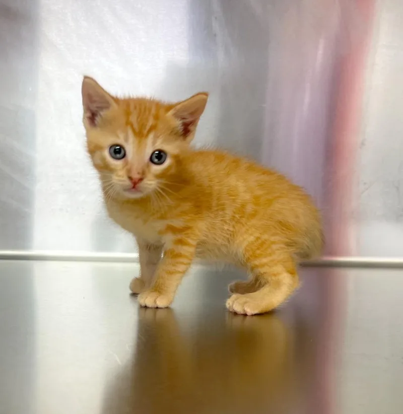 A baby small-sized female Domestic Short Hair cat named Miss Selena for adoption in Murray, KY