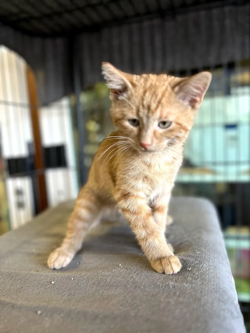 A baby medium-sized male Tabby (Orange / Red) Domestic Short Hair cat named Breeze for adoption in Broken Arrow, OK