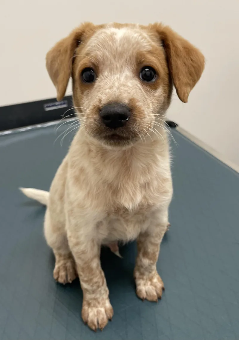 A baby medium-sized male Red / Chestnut / Orange Australian Cattle Dog / Blue Heeler dog named Robbie for adoption in Woodland Hills, CA