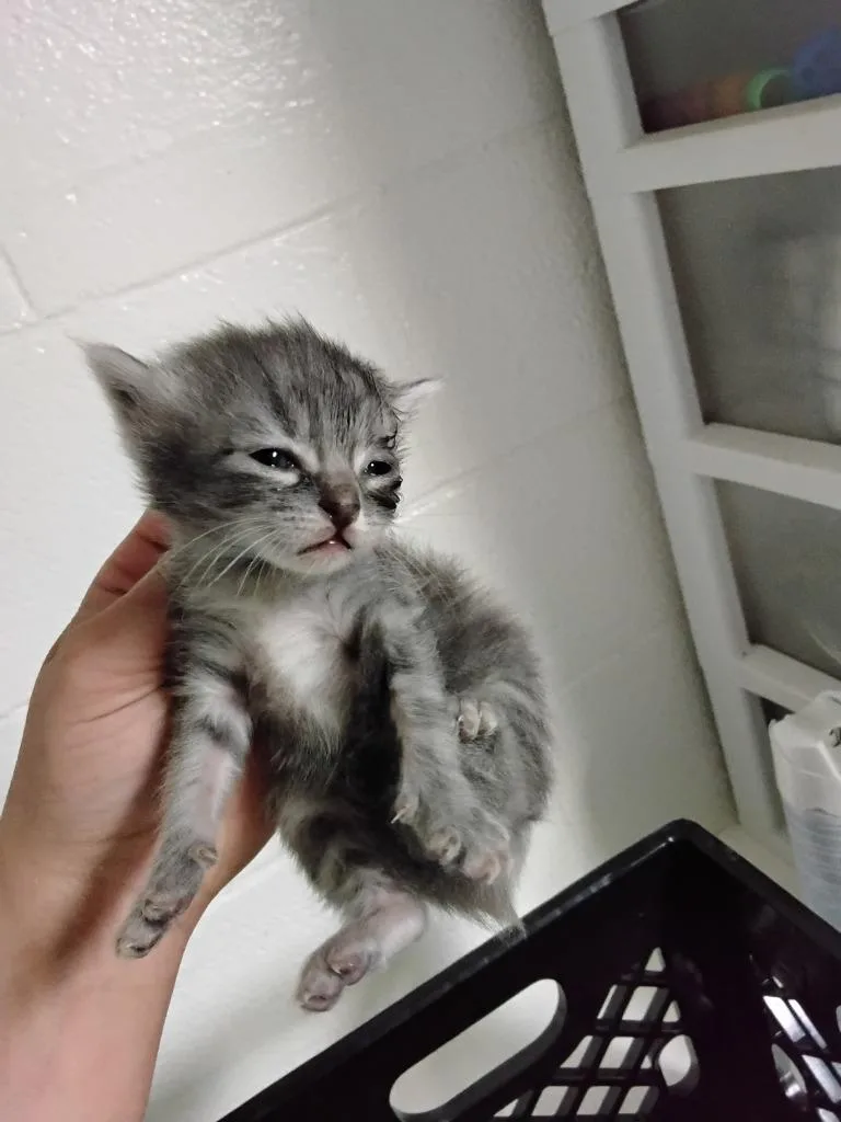 A baby small-sized female Domestic Short Hair cat named Case for adoption in Ada, OK