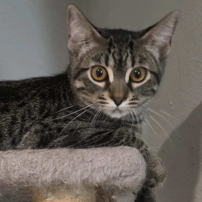 A baby small-sized female Tabby (Brown / Chocolate) Domestic Short Hair cat named Flicker for adoption in Stoughton, WI