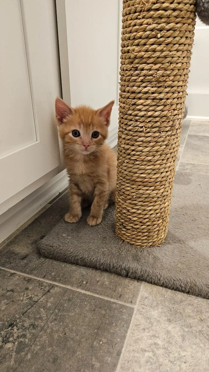 Frosted Lemonade & Waffle thumbnail 2