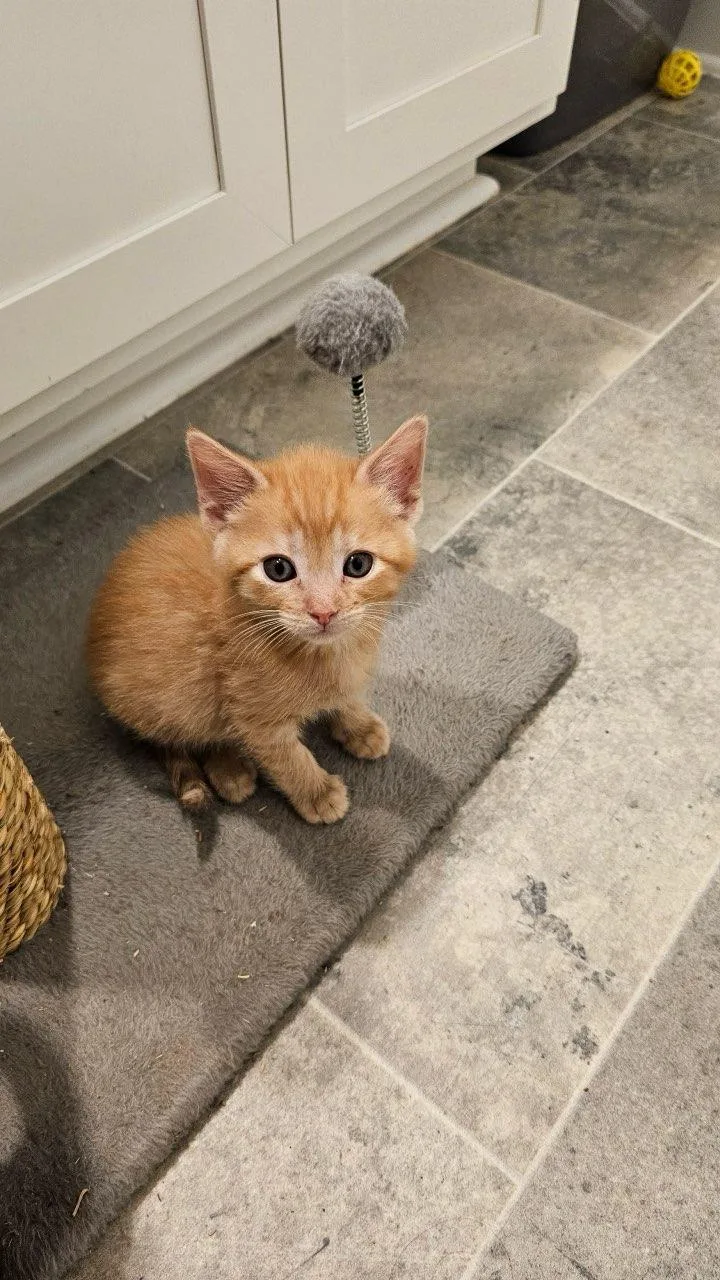 Frosted Lemonade & Waffle