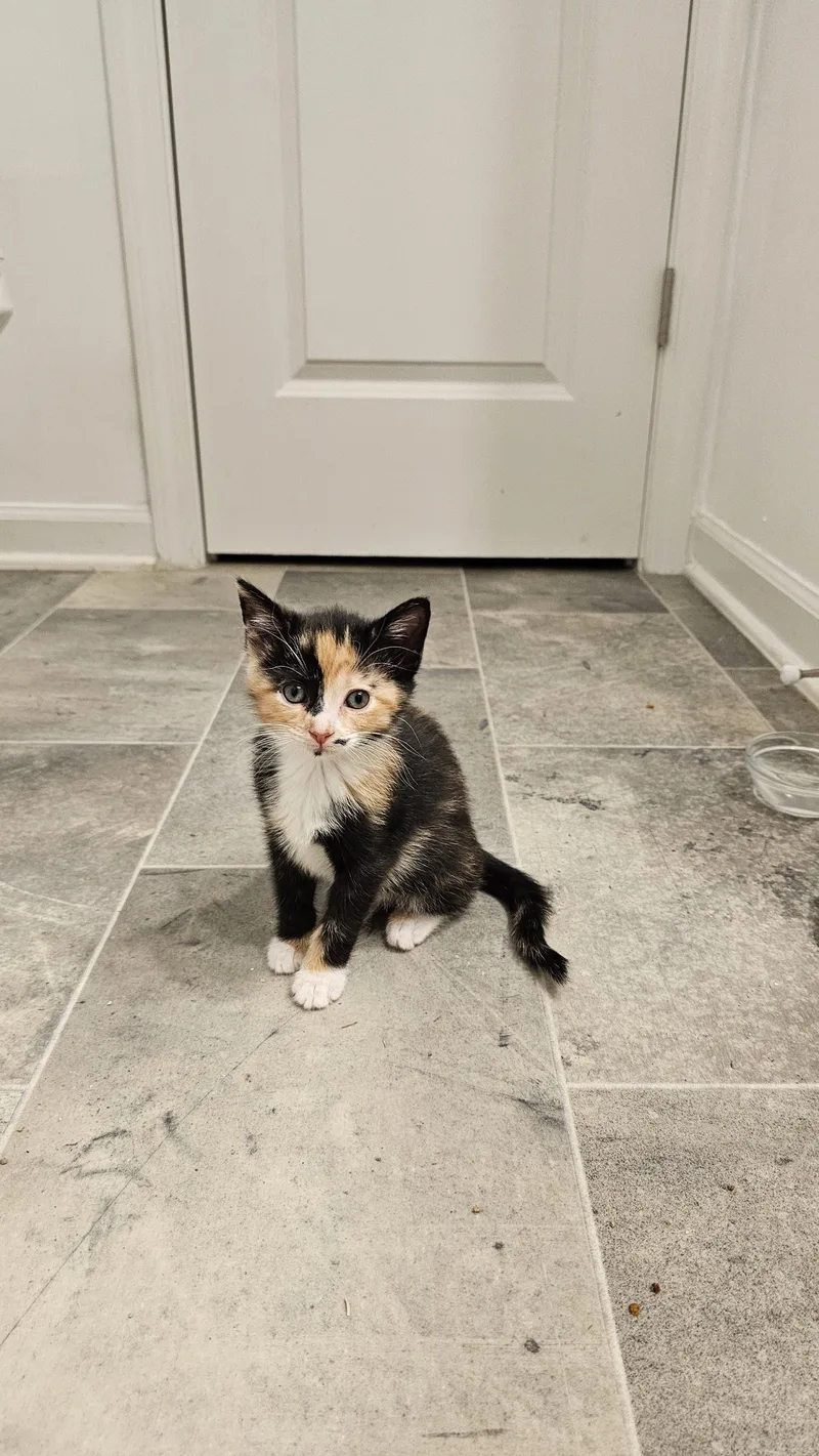 Frosted Lemonade & Waffle thumbnail 3