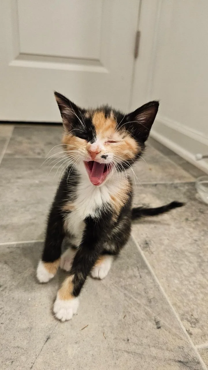 Frosted Lemonade & Waffle thumbnail 4