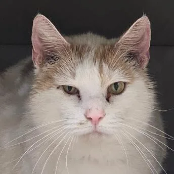 An adult large-sized male Domestic Short Hair cat named Koi Condon for adoption in Hudson, MA