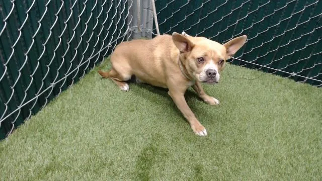 A young medium-sized female Pug dog named Queso for adoption in Downey, CA