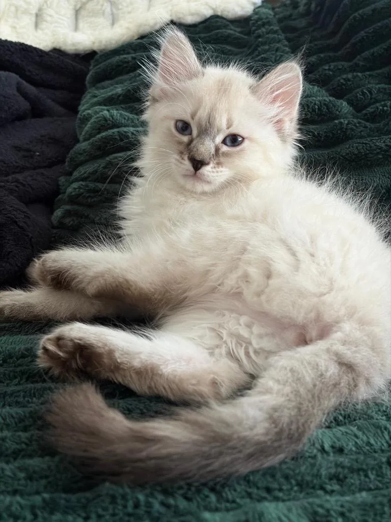 A baby small-sized female Domestic Long Hair cat named Luna P for adoption in Ogden, UT