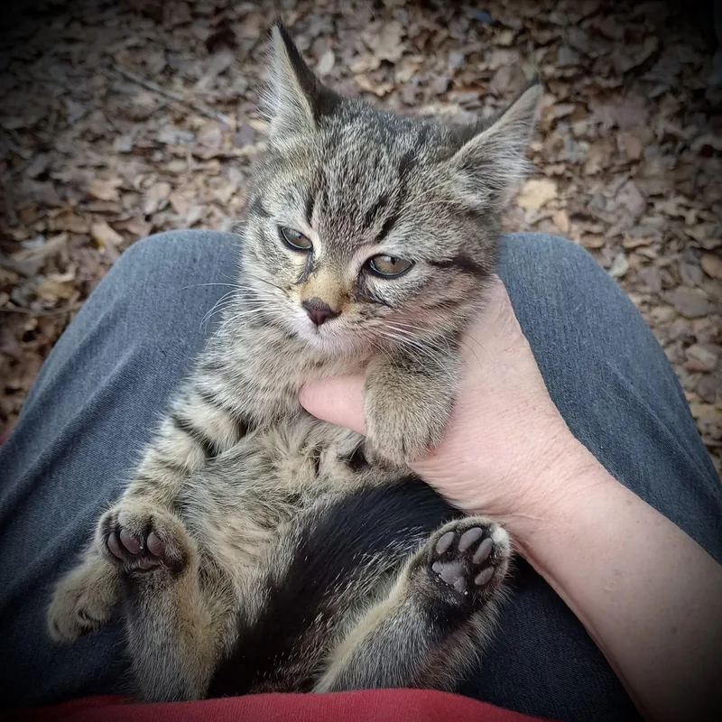 A baby medium-sized female Black & White / Tuxedo Domestic Medium Hair cat named Carol Channing for adoption in Piedmont, MO