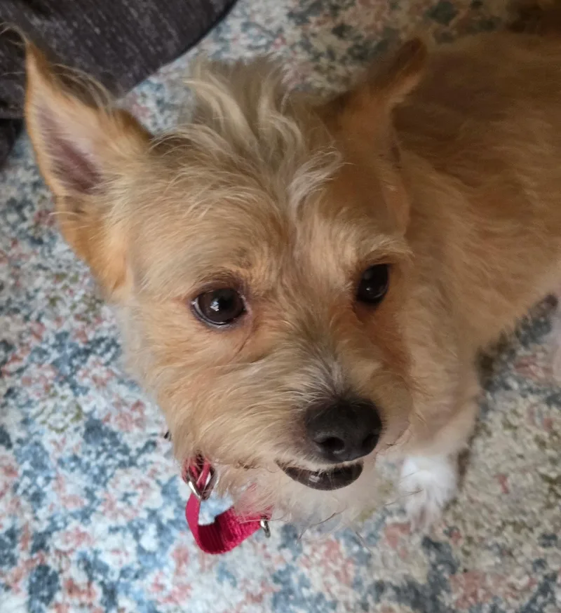 A young small-sized male Red / Chestnut / Orange Cairn Terrier dog named Rusty for adoption in Toledo, OH