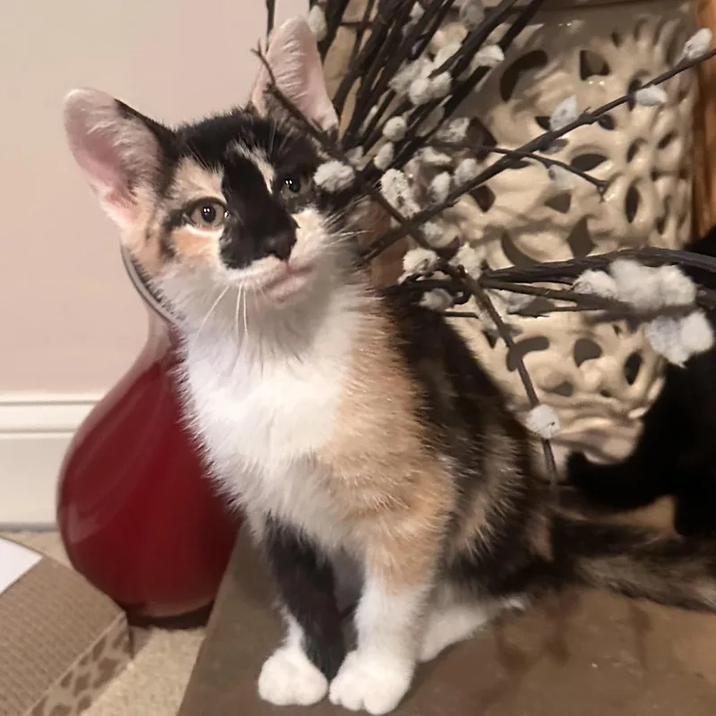 A baby small-sized female Calico Domestic Short Hair cat named Circus for adoption in Rocky Mount, VA